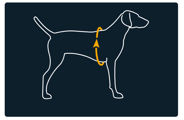 an image showing how to measure your dog for the ruffwear approach dog pack