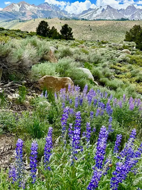 Early June 2025 Wildflower Drive-Hikes: CA Highway 120 & Highway 168